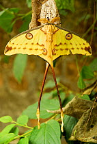 Comet moth (Argema mittrei) Captive, endemic to Madagascar.