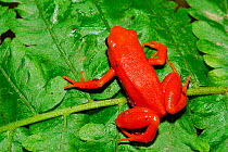Golden mantella frog (Mantella aurantiaca) Captive, endemic to Madagascar, Critically Endangered species.
