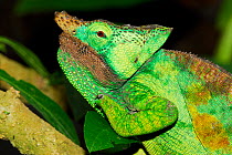 Male Parson's chameleon (Calumma parsonii) Captive, endemic to Madagascar.