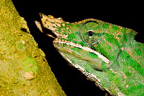 Two-banded chameleon (Furcifer balteatus) male portrait. Captive, endemic to Madagascar, Endangered species.