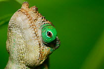 Portrait of male Parson's chameleon (Calumma parsonii) Captive, endemic to Madagascar.