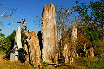 Malagasy cemetery, Malio village, Andodahela National Park. South Madagascar, March 2005.