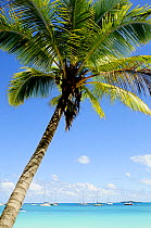 Landscape from tropical beach with coconut tree, Ile des Pins (Pine Island). New Caledonia, September 2008