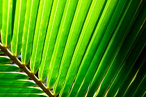 Detail of palm leaf, backlit in sunshine, New Caledonia.