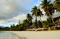 Coconut trees (Cocos nucifera) on beach with restaurant, Ile des Pins / Isle of Pines, New Caledonia, September 2008