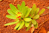 Plant (Xanthostemon auriantalun) Parc Provincial de la Rivière Bleue / Blue River Provincial Park, New Caledonia. Endemic.