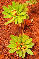 Plant (Xanthostemon auriantalun) Parc Provincial de la Rivire Bleue / Blue River Provincial Park, New Caledonia. Endemic.
