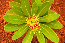 Plant (Xanthostemon auriantalun) Parc Provincial de la Rivière Bleue / Blue River Provincial Park, New Caledonia. Endemic.