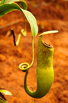 Pitcher plant (Nepenthes vieillaedii) Blue River Provincial Park / Parc Provincial de la Riviere Bleue, New Caledonia.