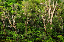 Tropical rainforest in Blue River Provincial Park / Parc Provincial de la Riviere Bleue, New Caledonia.