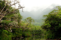 Tropical rainforest in Blue River Provincial Park / Parc Provincial de la Riviere Bleue, New Caledonia.