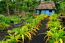 Crops growing in rich volcanic soil, Tanna Island, Tafae, Vanuatu, September 2008.