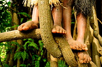 Close up of feet of children playing in the branches of a tree. Tanna Island, Tafea Province, Vanuatu, September 2008.