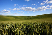 Wheat (Triticum sp) growing on Palouse farm, Whitman County, Washington, USA, June.