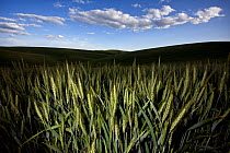 Wheat (Triticum sp) growing on Palouse farm, Whitman County, Washington, USA, June.