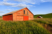 Palouse farmland and barns in Whitman County, Washington, USA, June 2014.