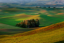 View over Palouse farmland from Steptoe Butte State Park, Whitman County, Washington, USA, June 2014.