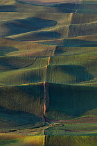 View over Palouse farmland from Steptoe Butte State Park, Whitman County, Washington, USA, June 2014.