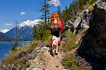 Backpacker with dog hiking on the Lake Chelan Trail between Moore Point and Stehekin, Lake Chelan-Sawtooth Wilderness, Washington, USA, May 2014. Model released.