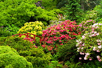 Bridge amongst Rhododendrons (Rhododendron sp) in the formal Kabota Garden, Seattle, USA, May 2014.