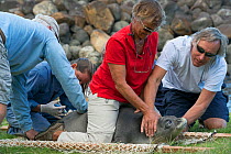 Volunteers restraining a recently weaned male Hawaiian monk seal (Neomonachus schauinslandi) while Marine Mammal Center veterinarian Michelle Barbiers takes a blood sample prior to tagging. Keokea Bea...