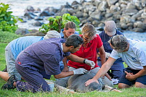 Volunteers restraining a recently weaned male Hawaiian monk seal (Neomonachus schauinslandi) while NOAA researcher Mark Sullivan glues a GPS satellite transmitter onto the fur on the seal's back. Keok...