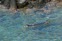Hawaiian monk seal (Neomonachus schauinslandi) recently weaned male (aged 56 days) swimming with flipper tags and GPS satellite transmitter. Keokea Beach Park, North Kohala, Hawaii, USA, January 2014....