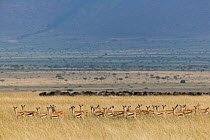 Thomson's gazelle (Eudorcas thomsonii) herd with Wildebeest herd visible beyond, Masai-Mara game reserve, Kenya.