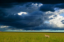 Cheetah (Acinonyx jubatus) female standing below dark storm clouds, Masai-Mara game reserve, Kenya.