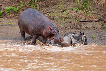 Wildebeest (Connochaetes taurinus) attacked by territorial Hippopotamus (Hippopotamus amphibius) during crossing of the Mara river, Masai-Mara game reserve, Kenya.