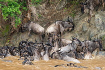 Wildebeest (Connochaetes taurinus) unable to climb steep bank after swimming across Mara river during migration, Masai-Mara game reserve, Kenya.