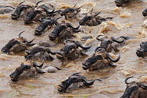 Wildebeest (Connochaetes taurinus) herd swimming across Mara river during migration, Masai-Mara game reserve, Kenya.