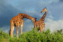 Reticulated giraffe (Giraffa camelopardalis reticulata) male sniffing female, testing her receptiveness to mate. Samburu game reserve, Kenya.
