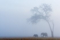Elephant (Loxodonta africana) female and calf under tree in the rain, Masai-Mara game reserve, Kenya.