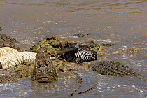 Starving group of Nile crocodiles (Crocodylus niloticus) feeding on Zebra (Equus quagga) Masai-Mara game reserve, Kenya.