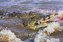 Nile crocodiles (Crocodylus niloticus) feeding on Thomson's gazelle (Eudorcas thomsonii) Mara river, Masai-Mara game reserve, Kenya.