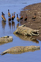 Nile crocodiles (Crocodylus niloticus) and White-faced whistling-ducks (Dendrocygna viduata) at edge of water, Mara river, Masai-Mara game reserve, Kenya.