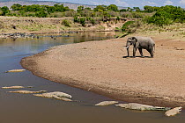 African elephant (Loxodonta africana) on river bank with Nile crocodiles (Crocodylus niloticus) in water, Masai-Mara game reserve, Kenya.