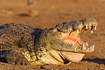 Nile crocodile (Crocodylus niloticus) yawning on the bank of the Mara river, Masai-Mara game reserve, Kenya.