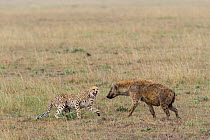 Juvenile Cheetah (Acinonyx jubatus) snarling at Spotted hyaena (Crocuta crocuta) Masai-Mara game reserve, Kenya.