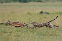 Female Cheetah (Acinonyx jubatus) chasing Thomson's gazelle (Eudorcas thomsonii) Masai-Mara game reserve, Kenya.