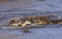 Nile crocodiles (Crocodylus niloticus) predating Grant's gazelle (Nanger granti) Mara river, Masai-Mara game reserve, Kenya.