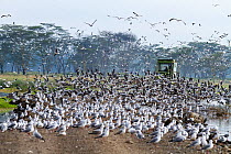 Large flock of gulls (Laridae) and tractor at edge of flooded Lake Nakuru after the deforestation of the Mau Escarpment, Nakuru National Park, Kenya. November 2012.