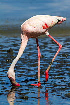 Lesser flamingo (Phoeniconaias minor) feeding, Lake Magadi, Kenya.