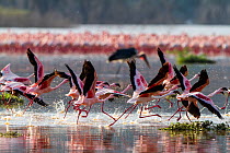 Lesser flamingos (Phoeniconaias minor) taking off from water, Lake Bogoria National Reserve, Kenya.