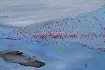 Aerial view of Lesser flamingo (Phoeniconaias minor) group, Lake Magadi, Kenya.