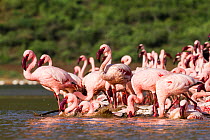 Lesser flamingo (Phoeniconaias minor) group bathing, Lake Bogoria National Reserve, Kenya.