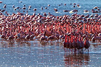 Lesser flamingo (Phoeniconaias minor) flock with group displaying, Lake Bogoria National Reserve, Kenya.