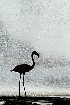 Lesser flamingo (Phoeniconaias minor) silhouetted in front of geyser, Lake Bogoria National Reserve, Kenya.