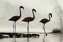 Three Lesser flamingos  (Phoeniconaias minor) silhouetted in front of geyser, Lake Bogoria National Reserve, Kenya.